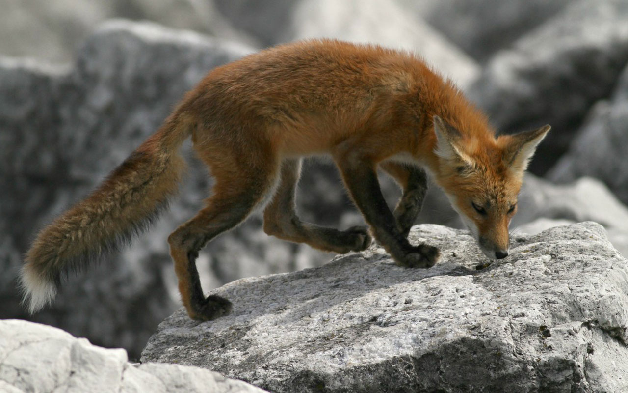 Red fox at Lakeshore State Park